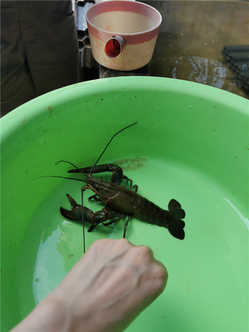 澳洲淡水龙虾种苗.jpg