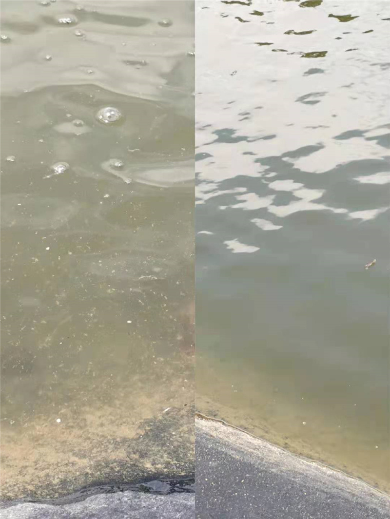 三江罗非鱼使用益生菌10天水质对比.jpg